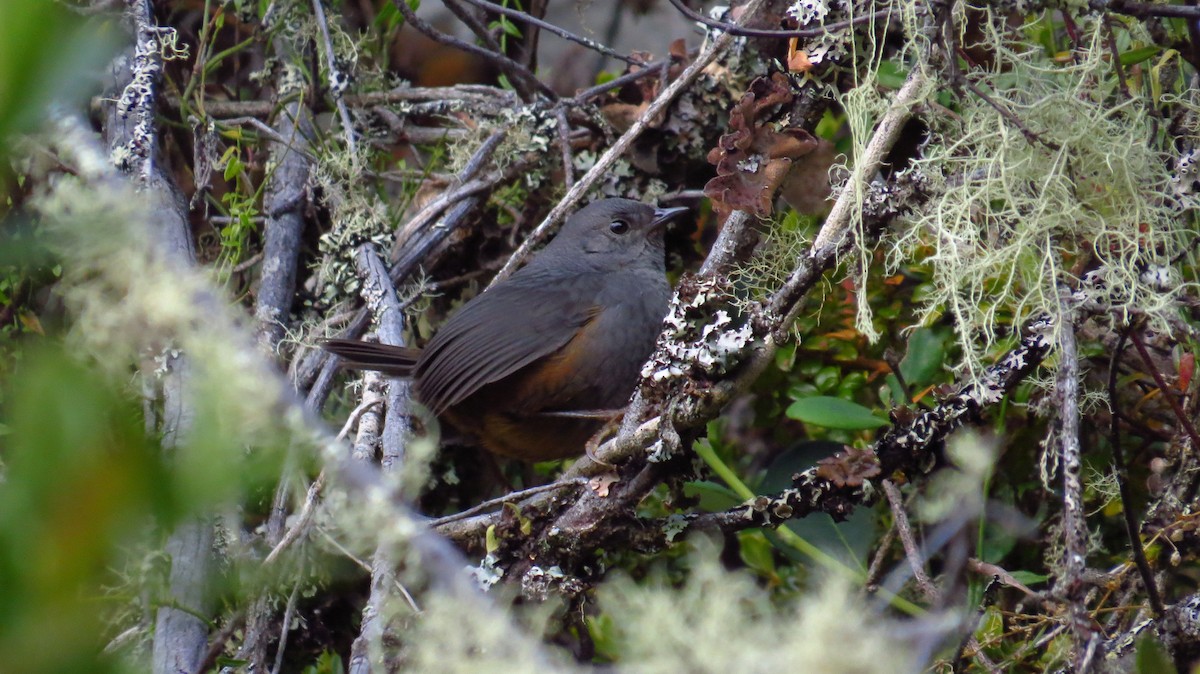 Brown-rumped Tapaculo - Jorge Muñoz García   CAQUETA BIRDING