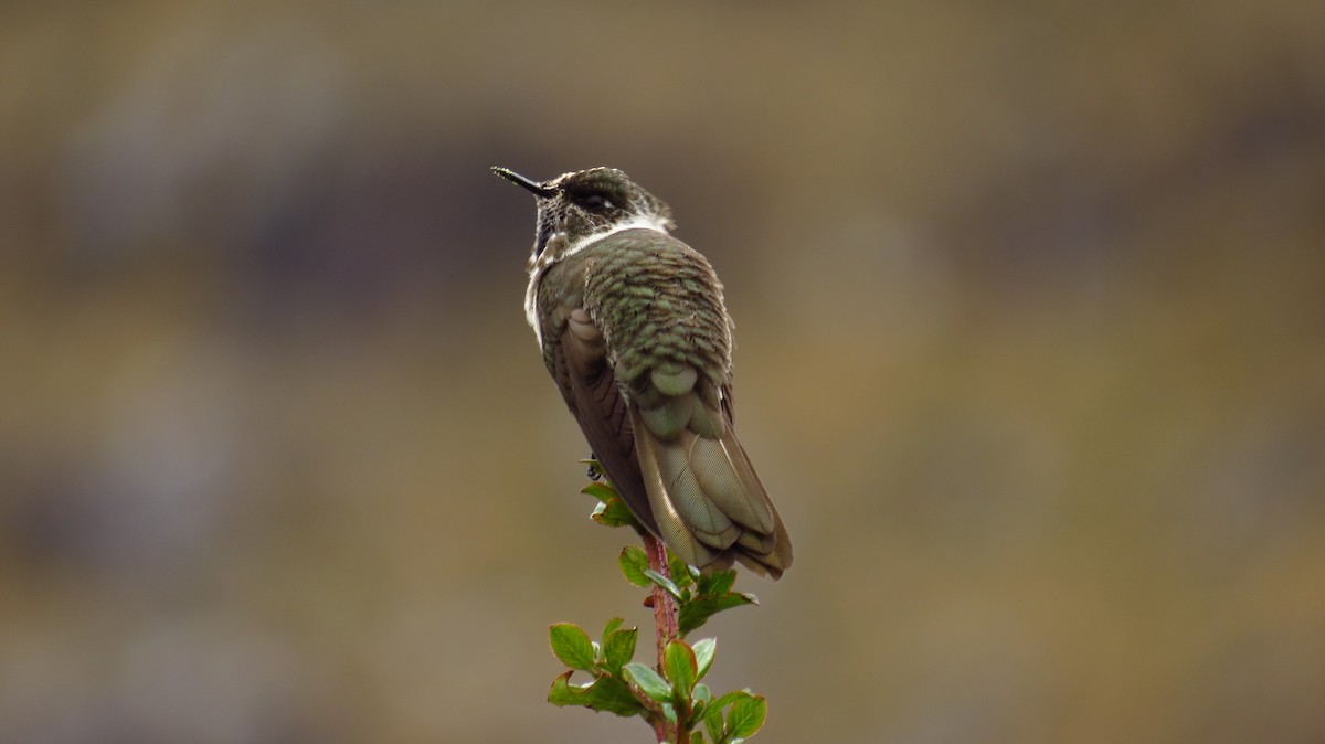 Colibri à barbe bleue - ML86238061