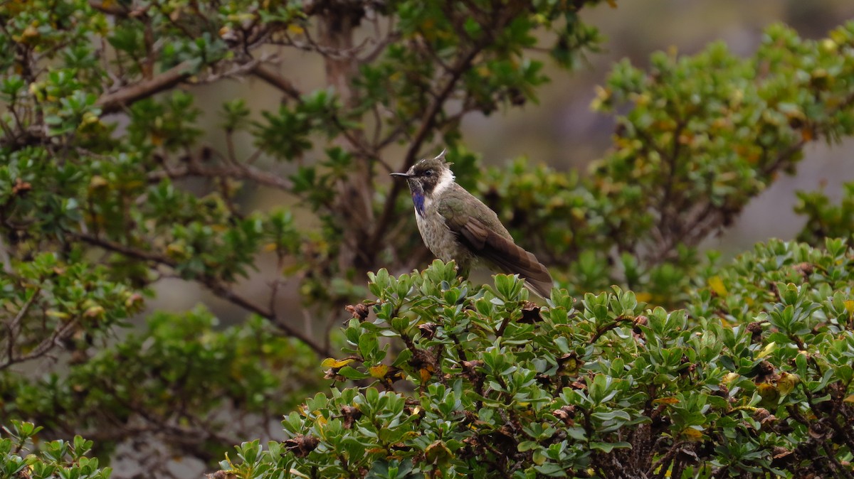 Blue-bearded Helmetcrest - ML86238131