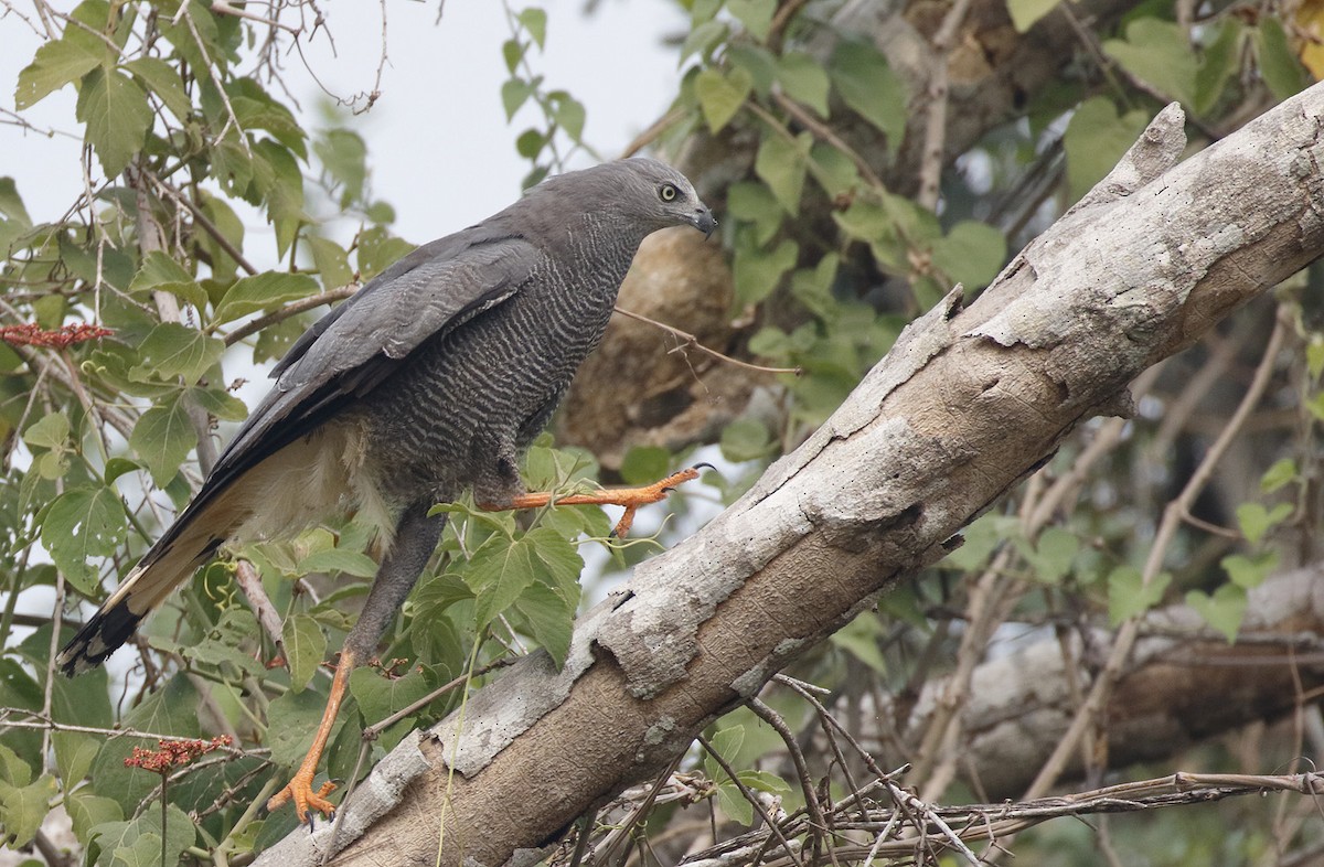 Crane Hawk - ML86238311