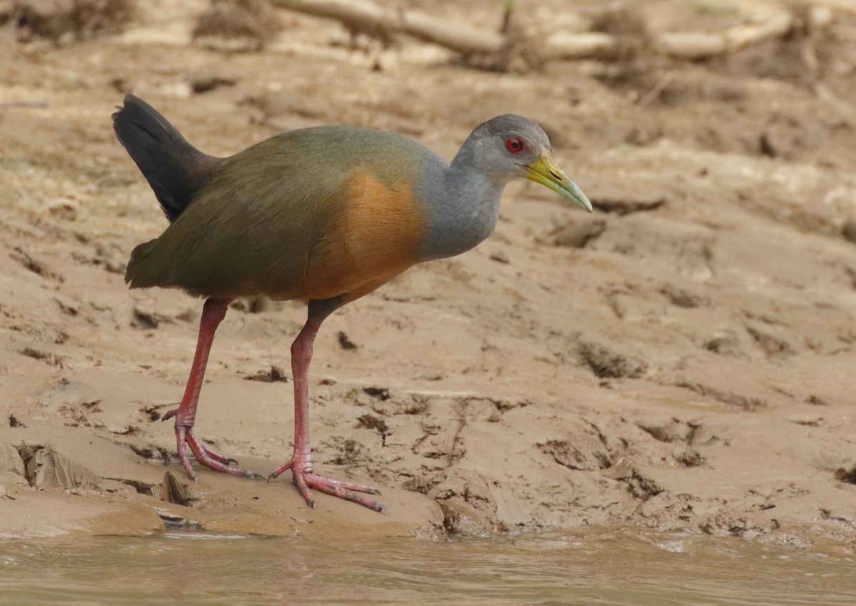 Gray-cowled Wood-Rail - Dave Curtis