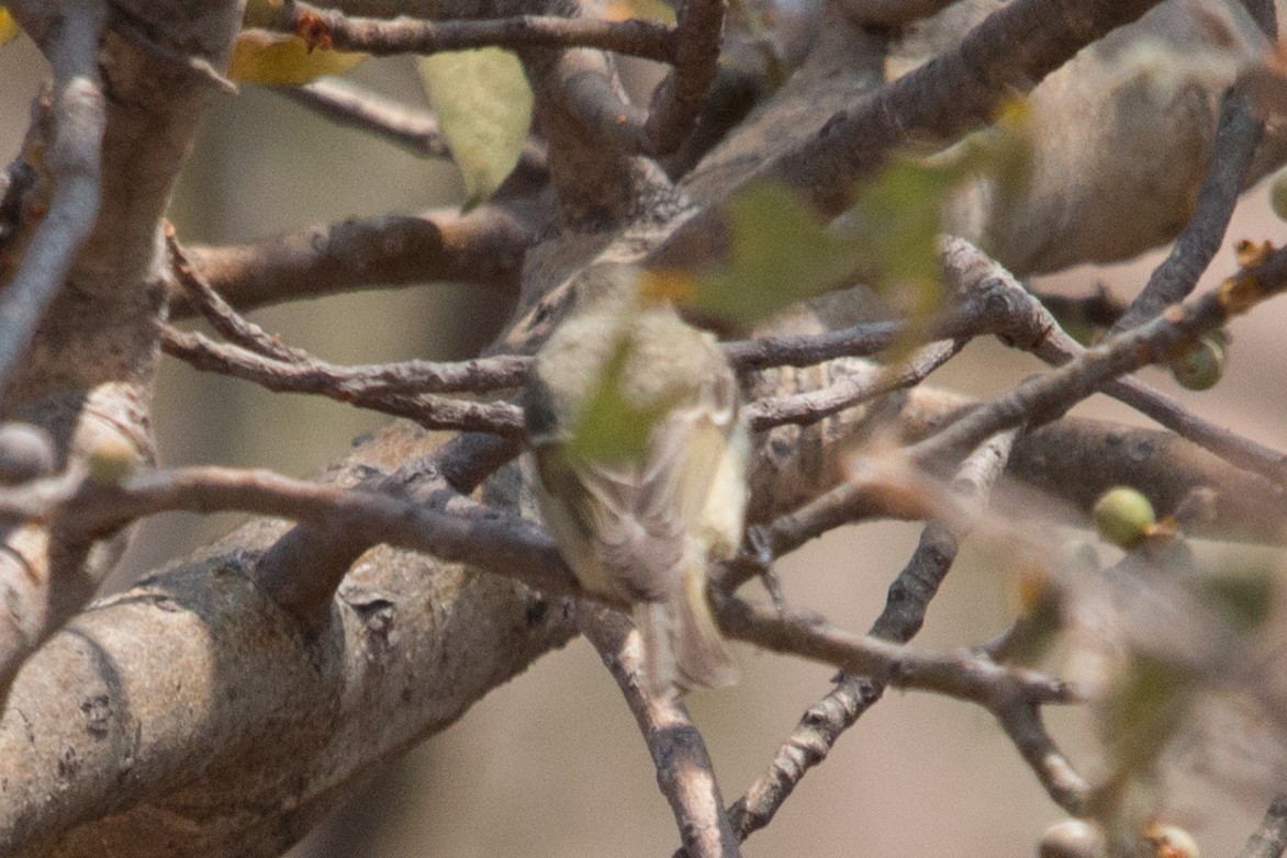 Hume's Warbler - ML86239421