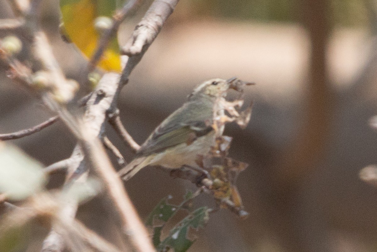 Hume's Warbler - ML86239431