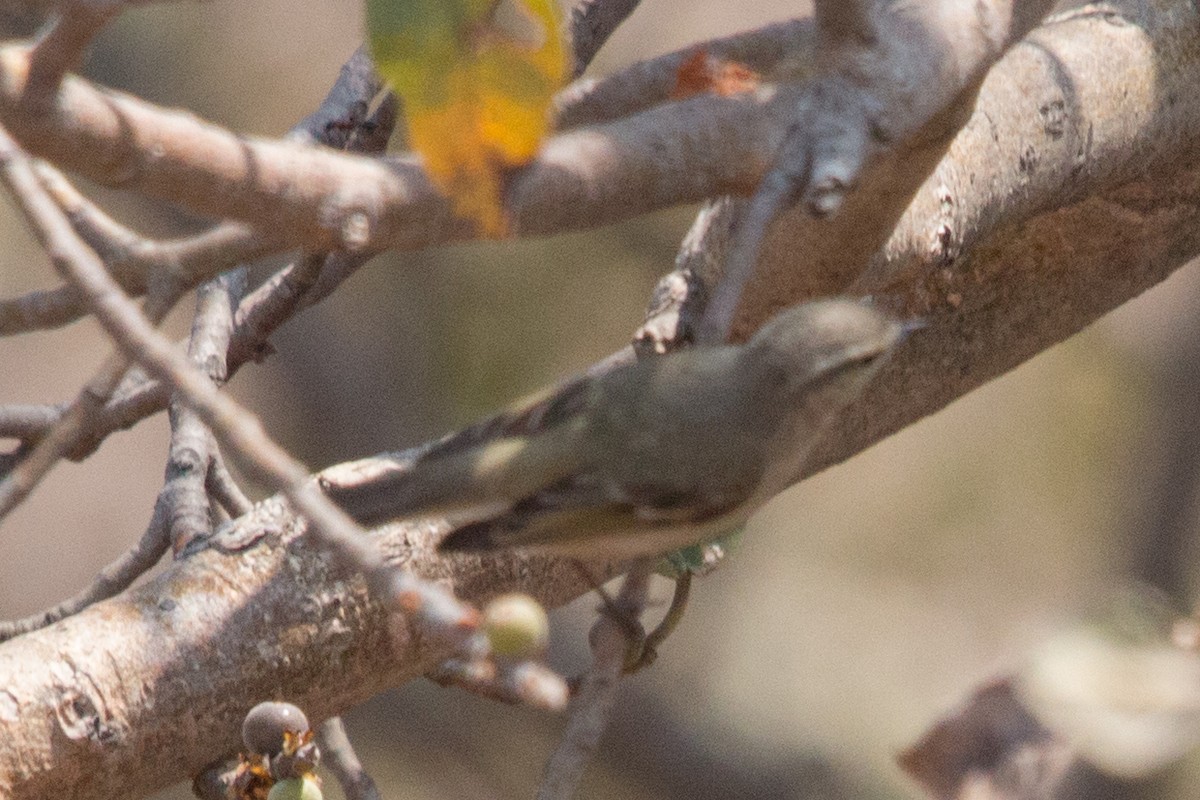 Hume's Warbler - ML86239441