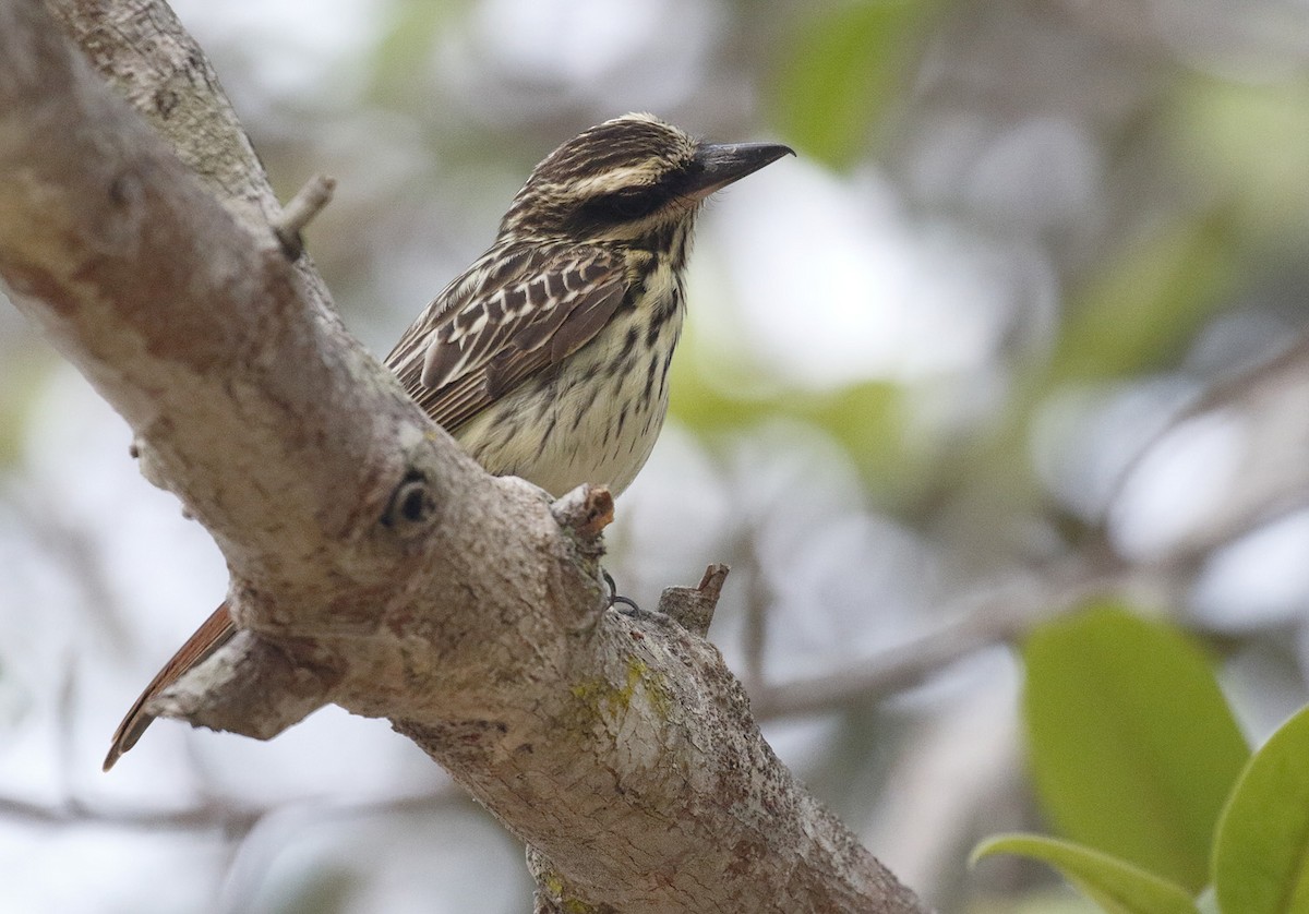 Streaked Flycatcher - ML86239491