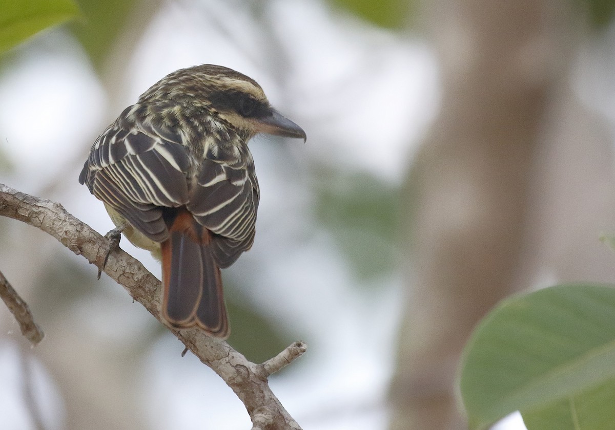 Streaked Flycatcher - Dave Curtis