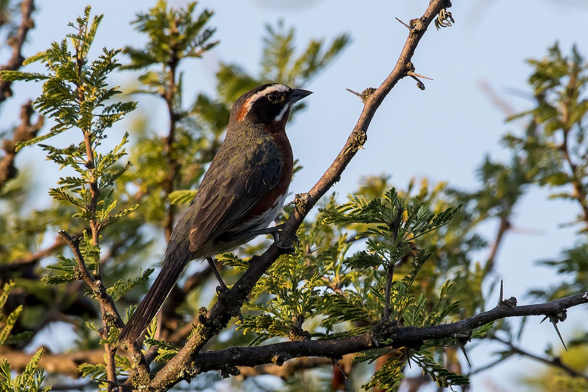 Black-and-chestnut Warbling Finch - Gerardo Serra