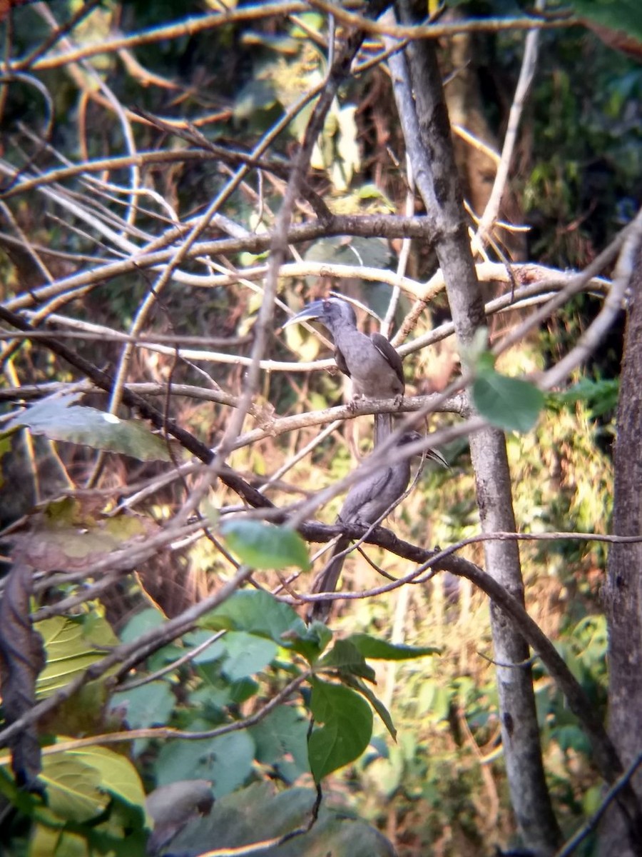 Indian Gray Hornbill - Sony George