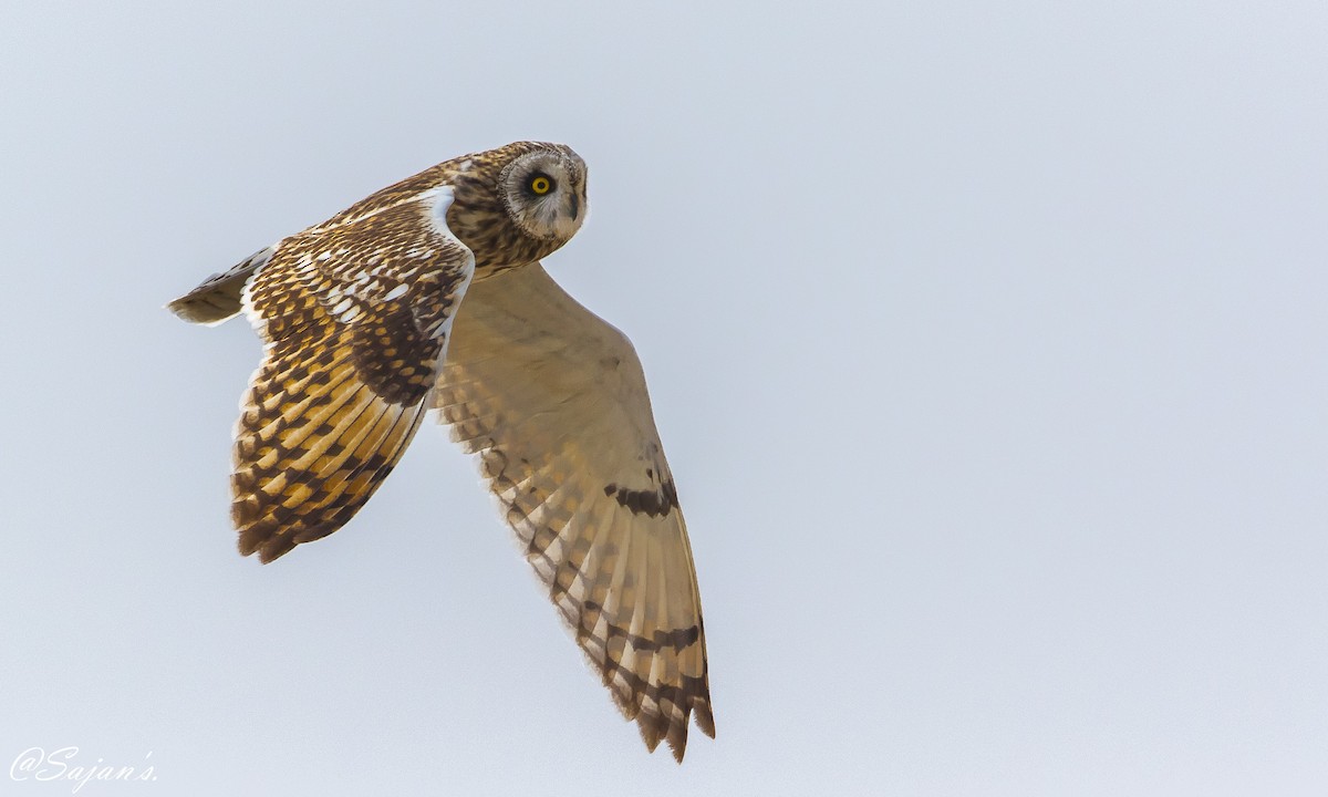 Short-eared Owl - ML86242181