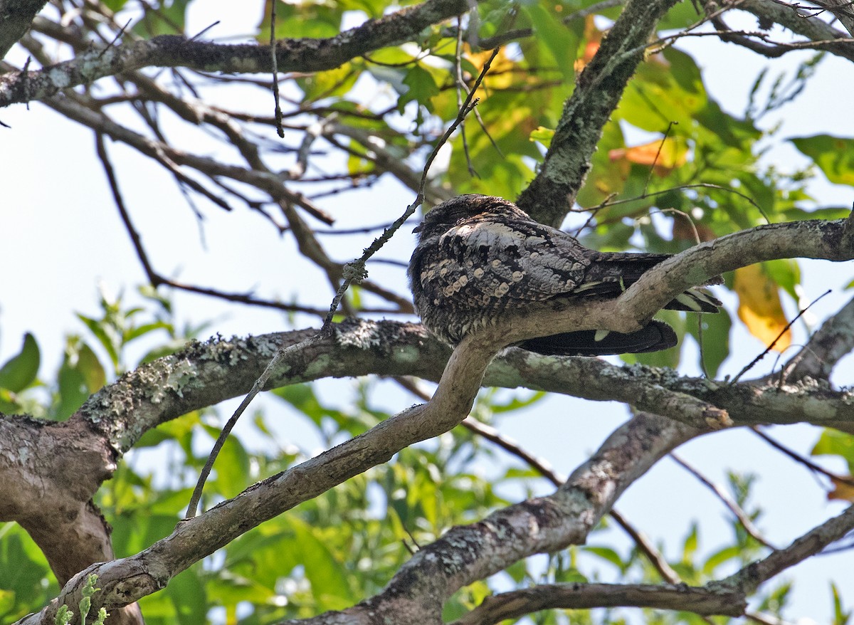 Gray Nightjar - ML86242601