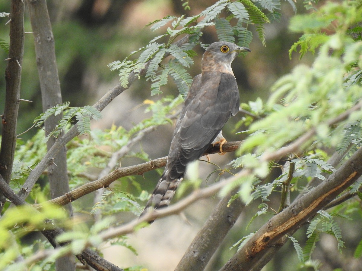 Common Hawk-Cuckoo - Sivakumar Ramasamy