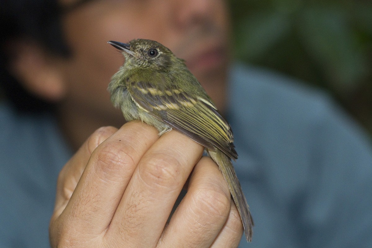 Sepia-capped Flycatcher - ML86244861