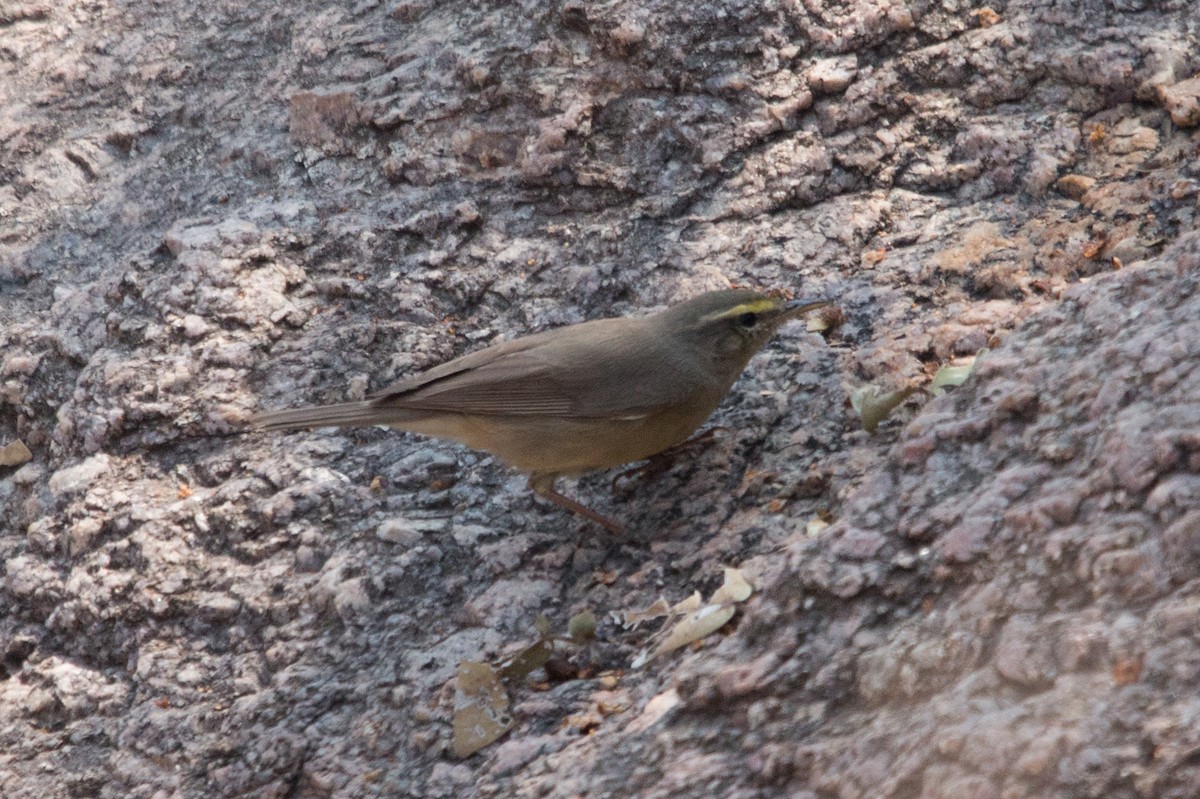 Sulphur-bellied Warbler - ML86246551
