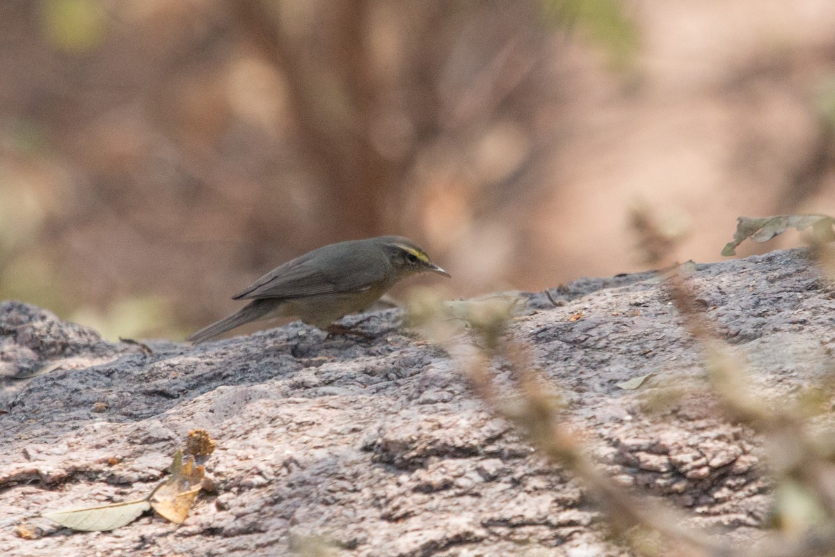 Sulphur-bellied Warbler - ML86246581