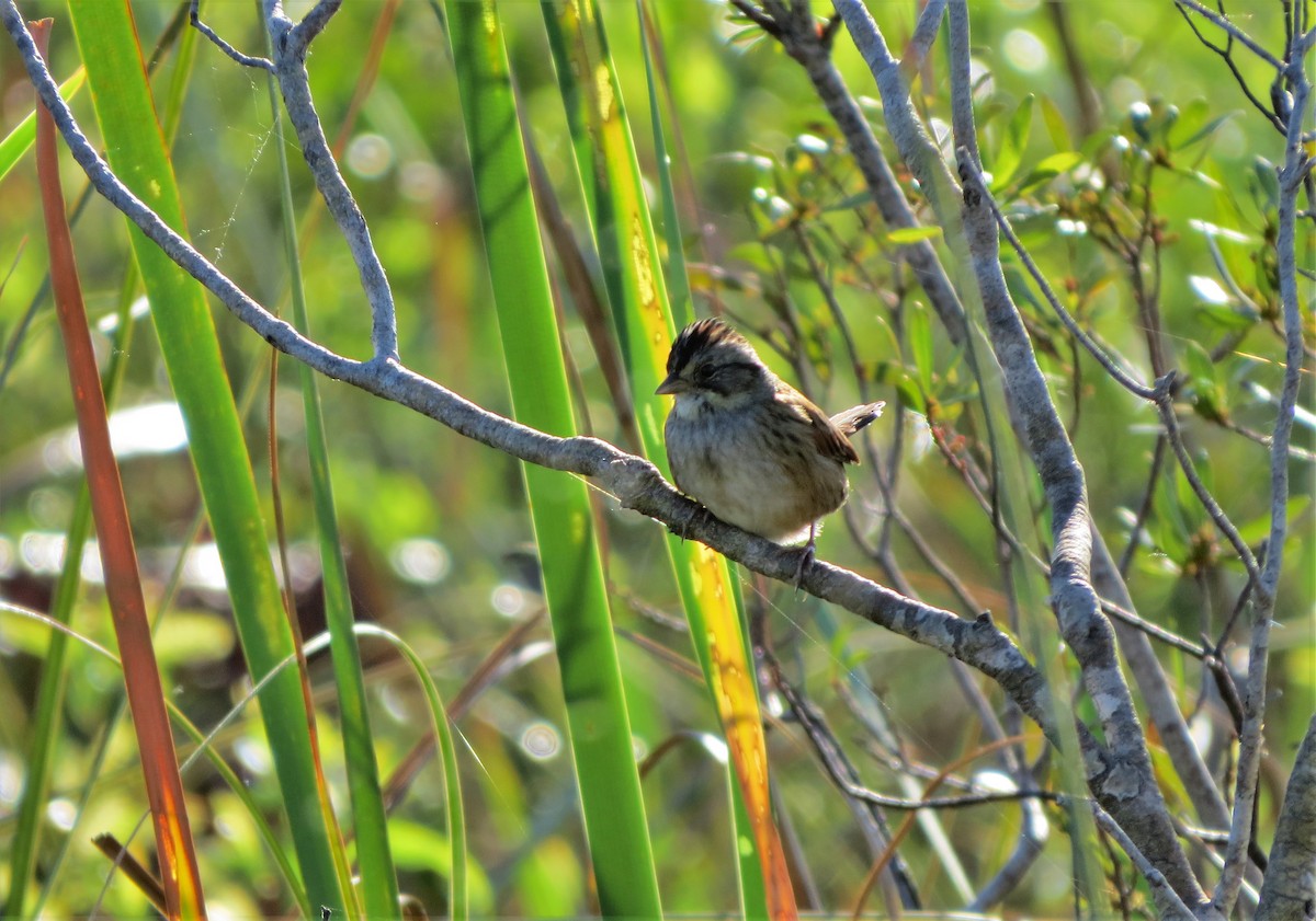Swamp Sparrow - ML86248361