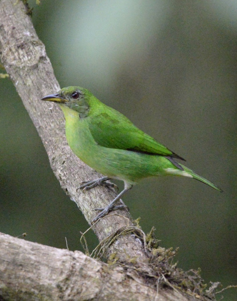 Green Honeycreeper - ML86251251