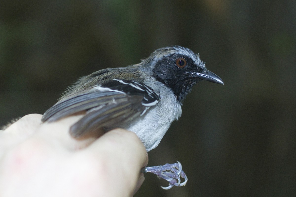 Black-faced Antbird - ML86251611