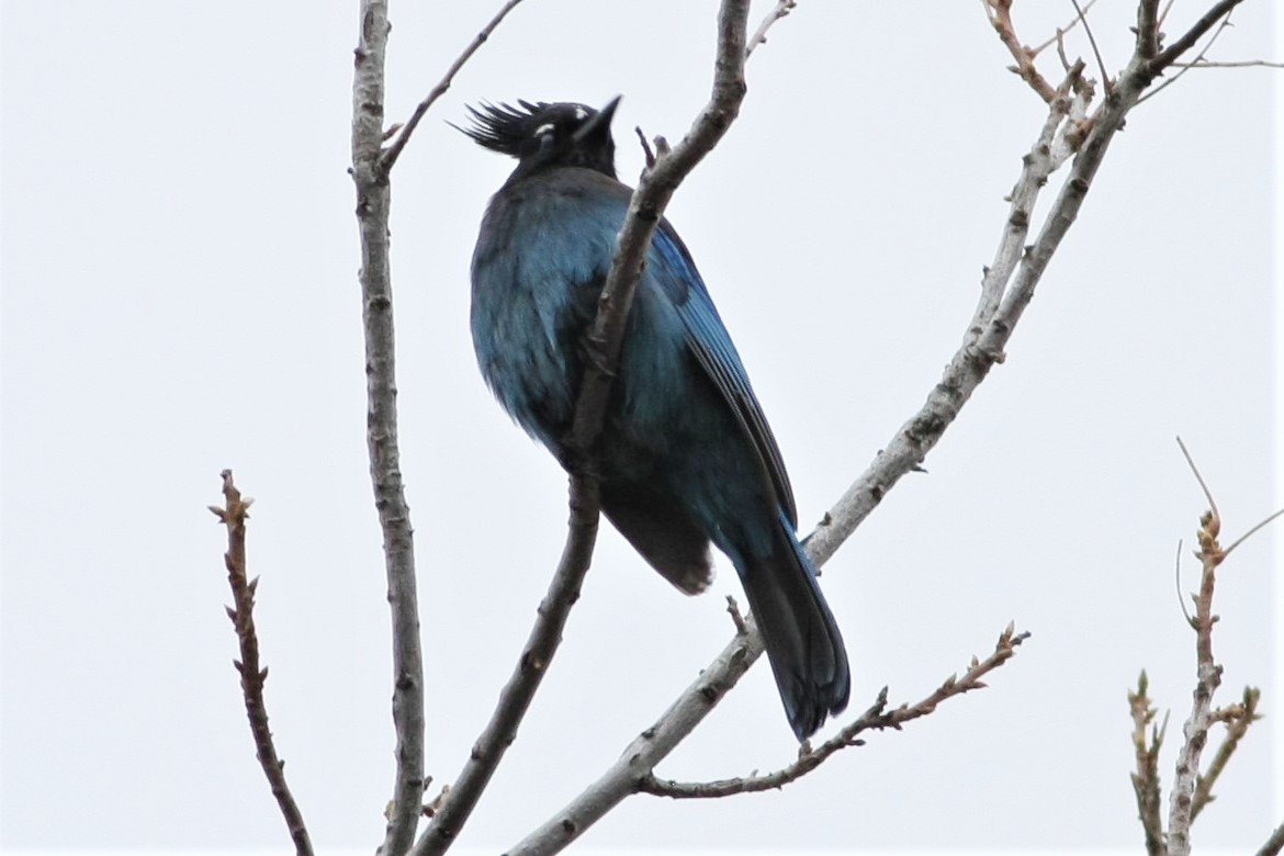 Steller's Jay - ML86253041