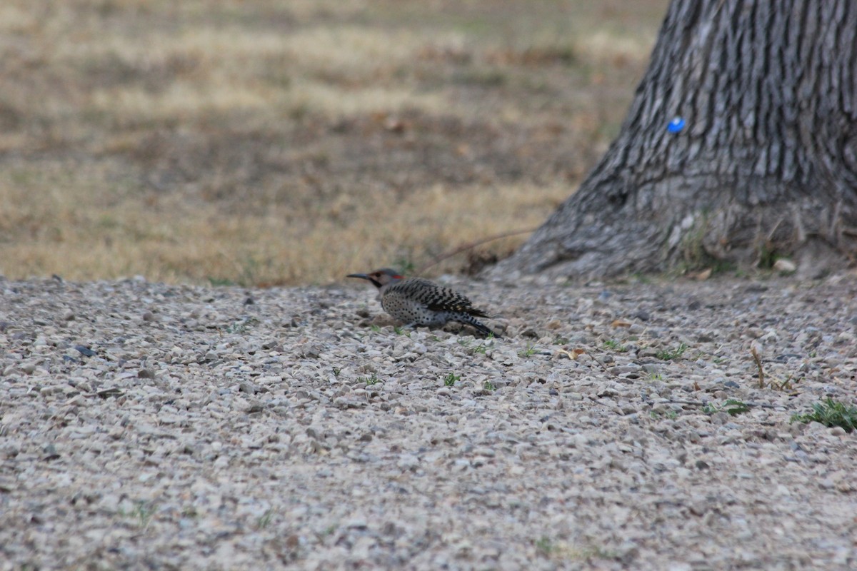 Northern Flicker (Yellow-shafted) - Travis Mangione