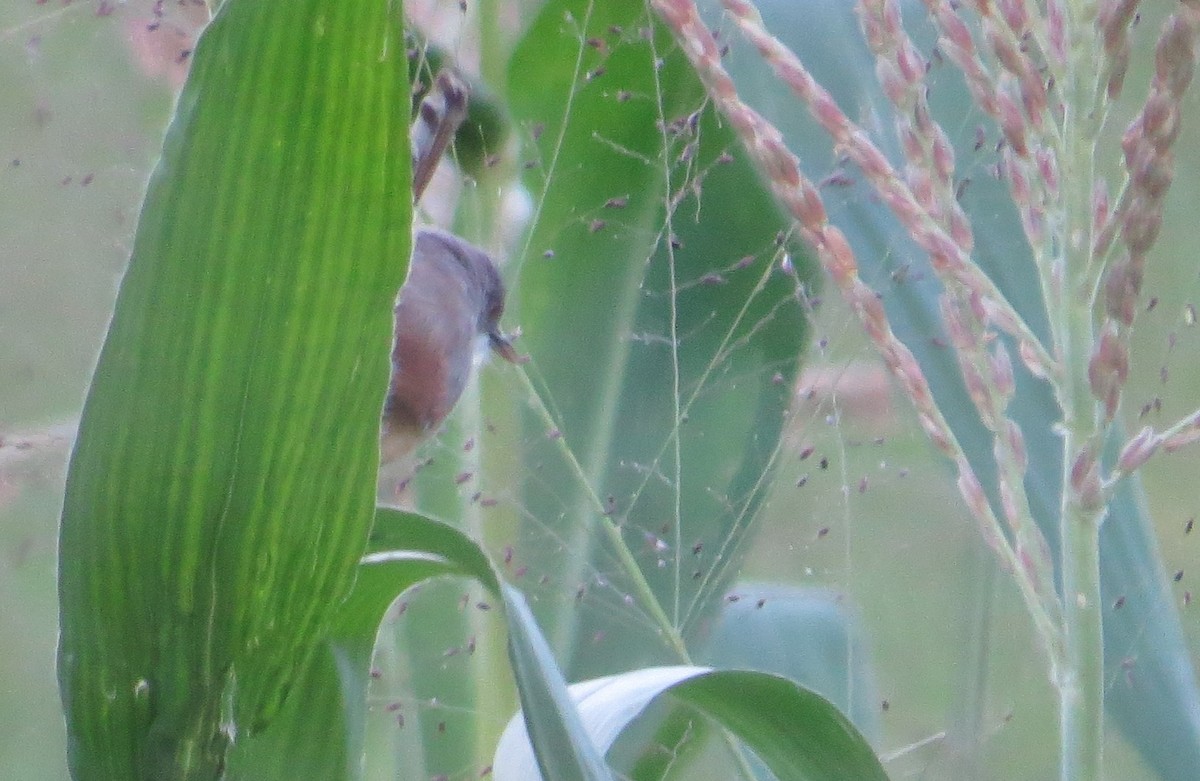 rødvingeprinia - ML86256721