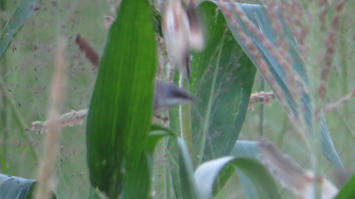 Red-winged Prinia - ML86256731