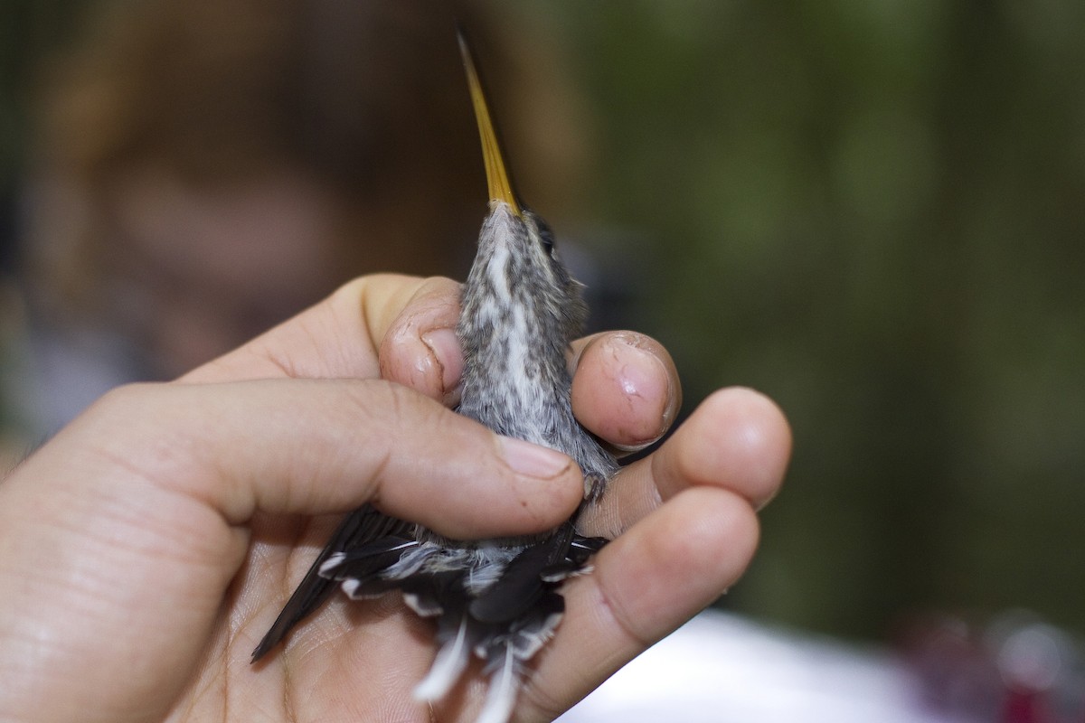 White-bearded Hermit - ML86257561