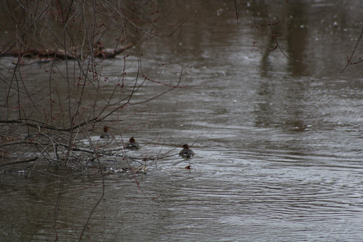 Red-breasted Merganser - ML86258151