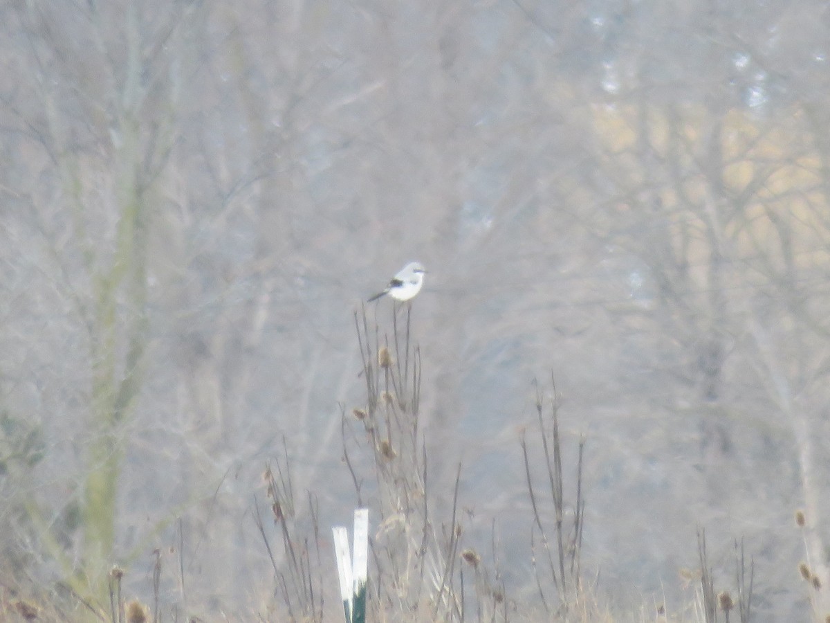 Northern Shrike - ML86258281