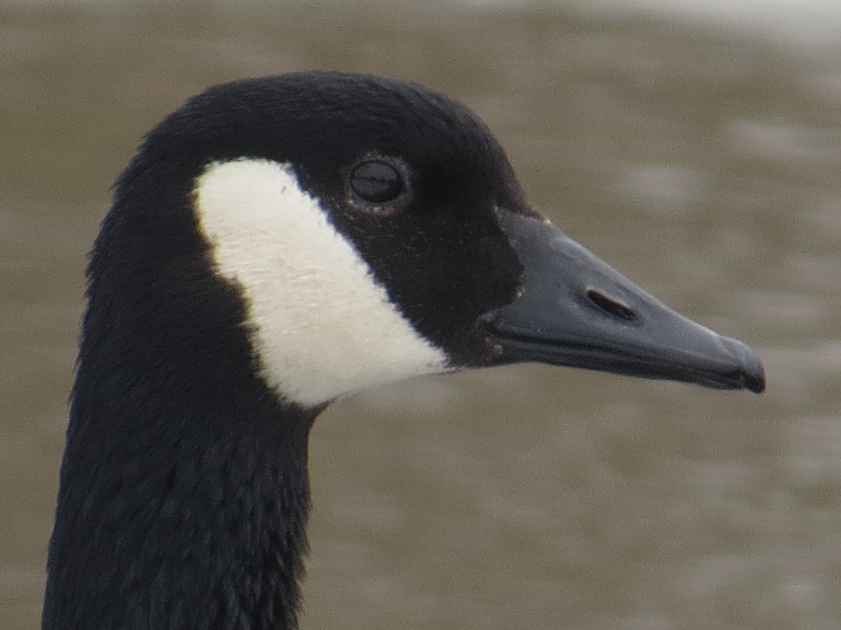 Canada Goose - Martin Stoner