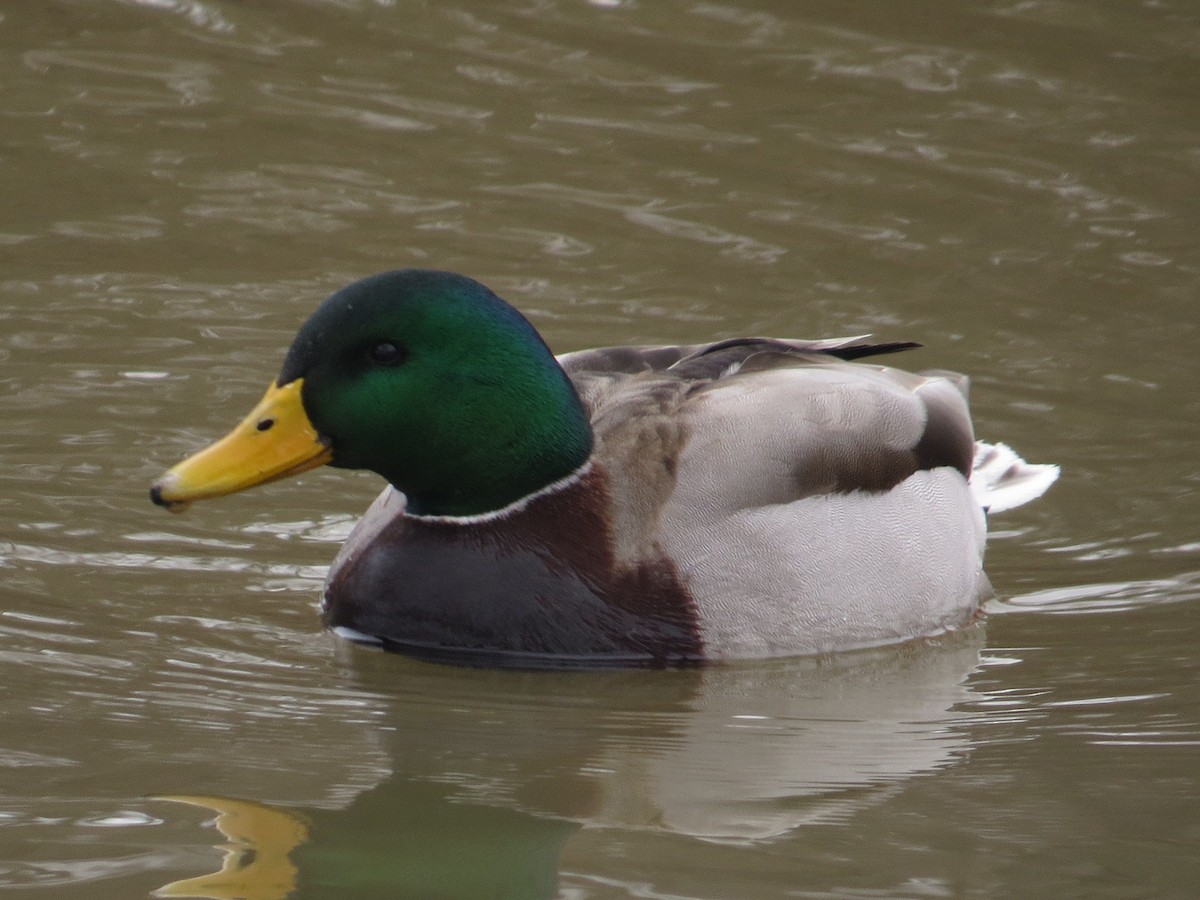 Mallard - ML86258461