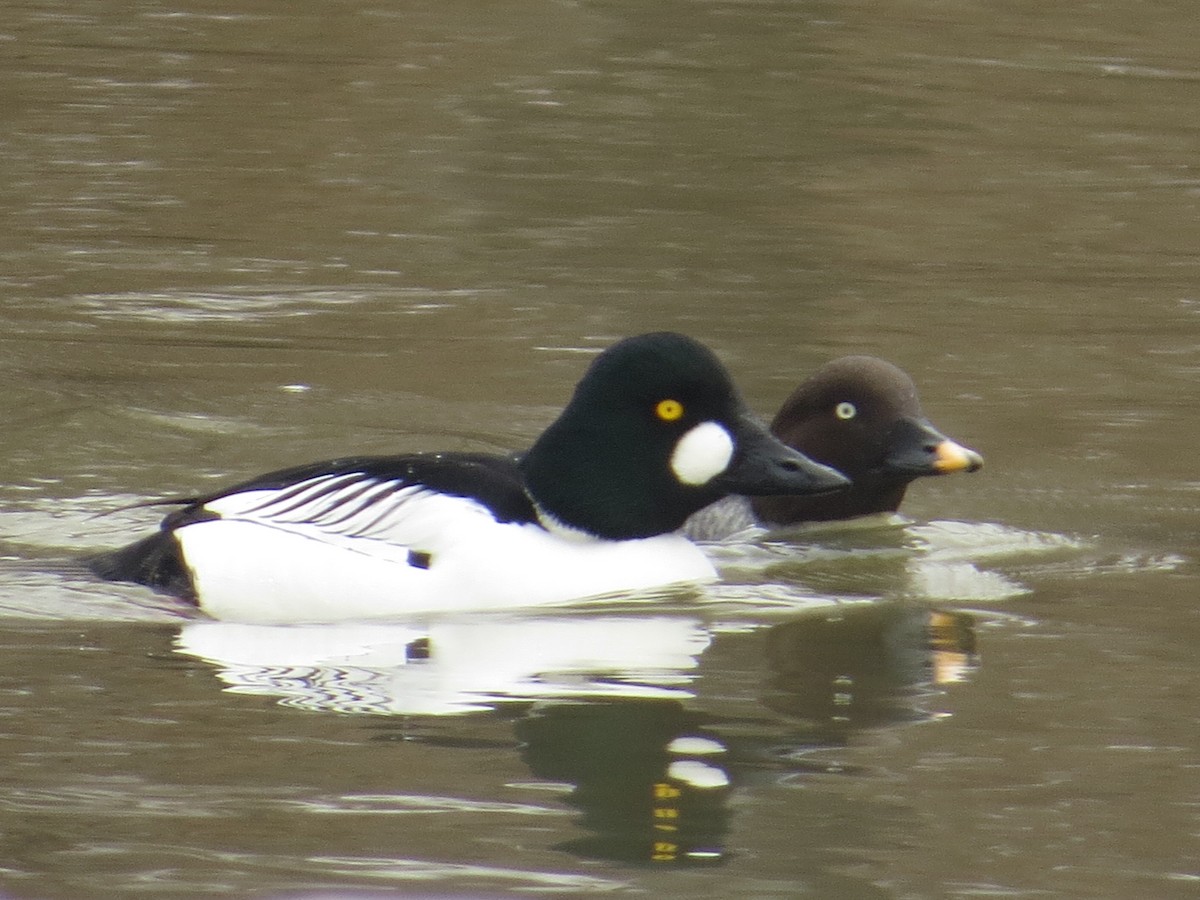 Common Goldeneye - ML86258651