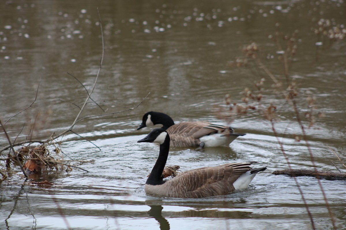 Canada Goose - ML86258681