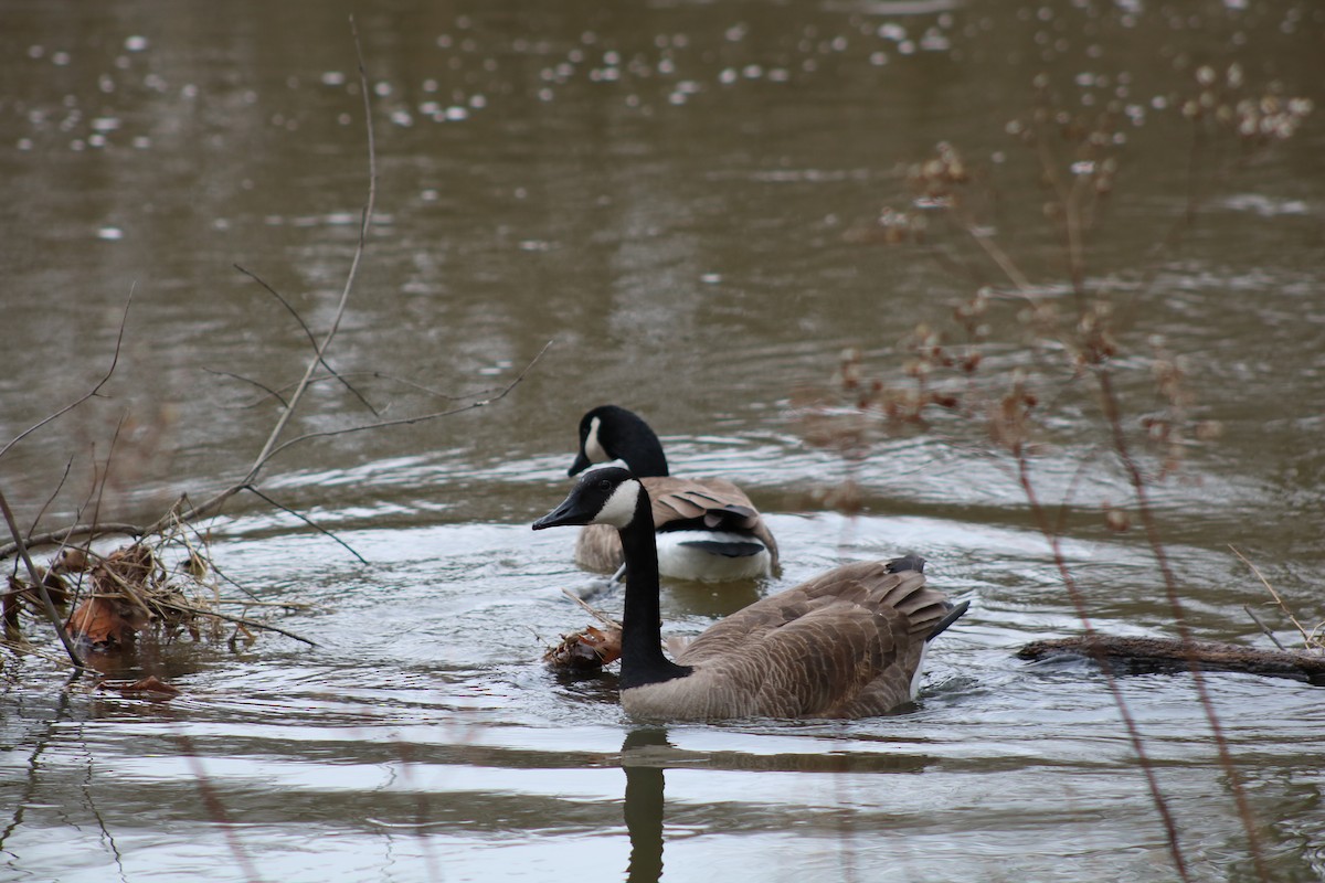 Canada Goose - ML86258691