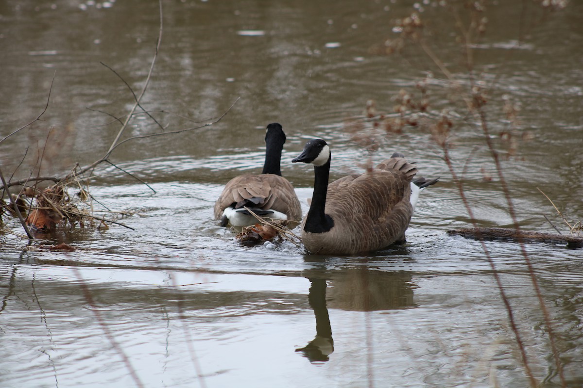 Canada Goose - ML86258701