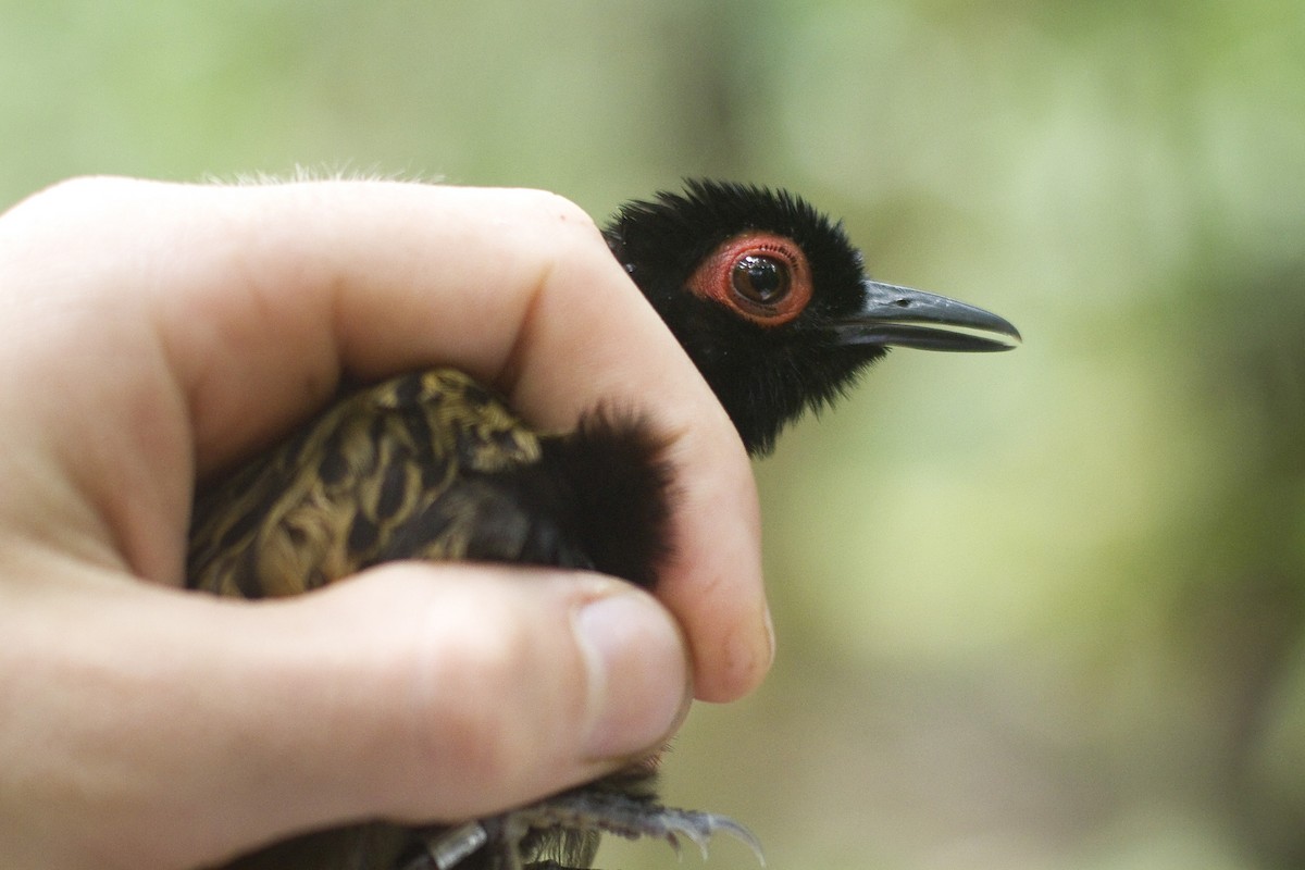 Black-spotted Bare-eye - ML86258891