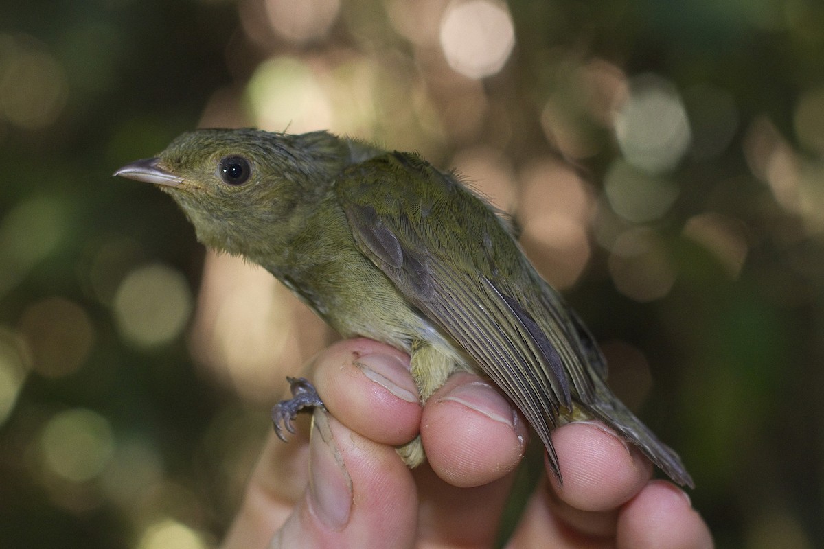 Geniş Kuyruklu Manakin - ML86259741