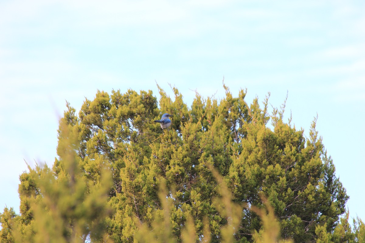 Woodhouse's Scrub-Jay - Travis Mangione