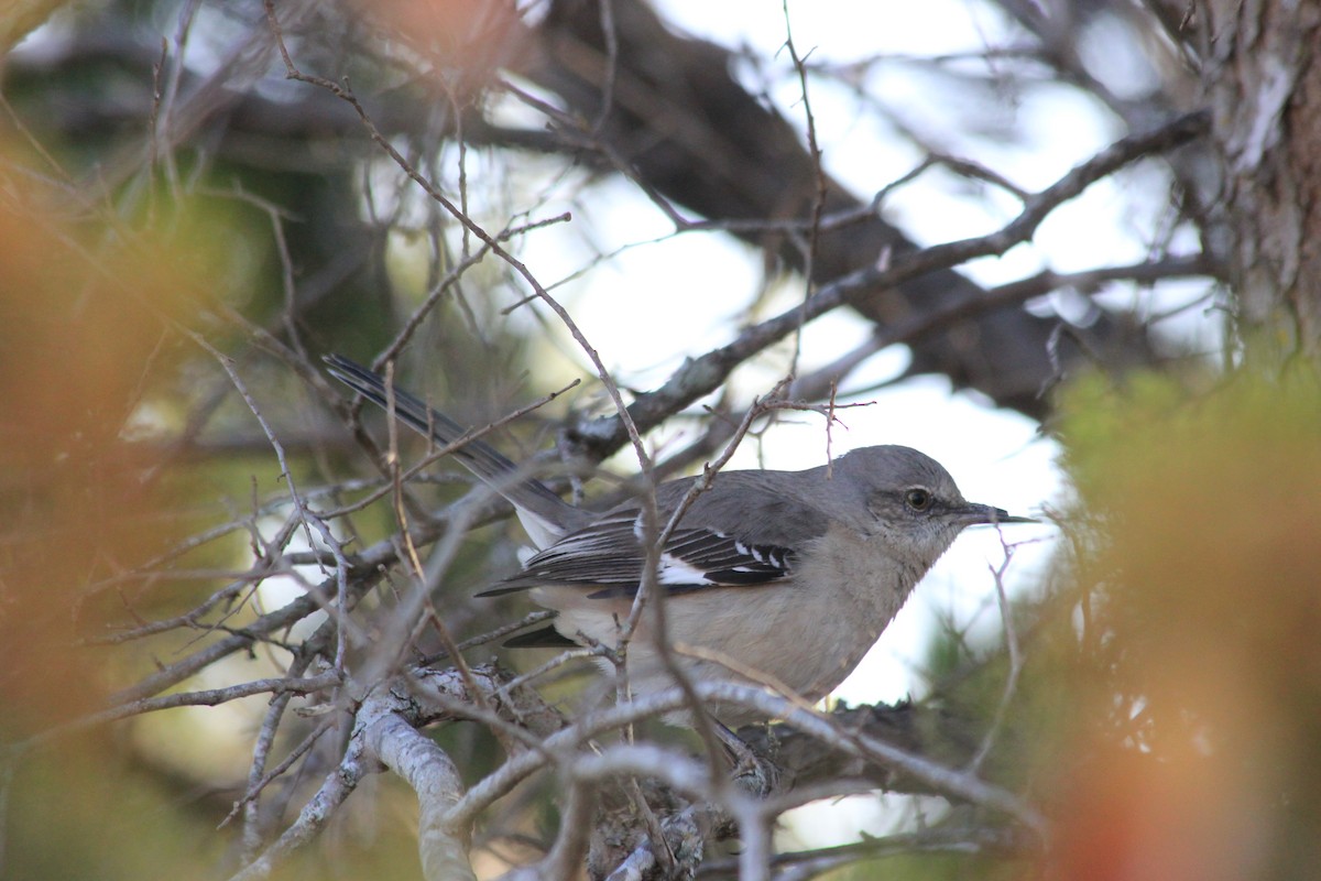 Northern Mockingbird - ML86261141