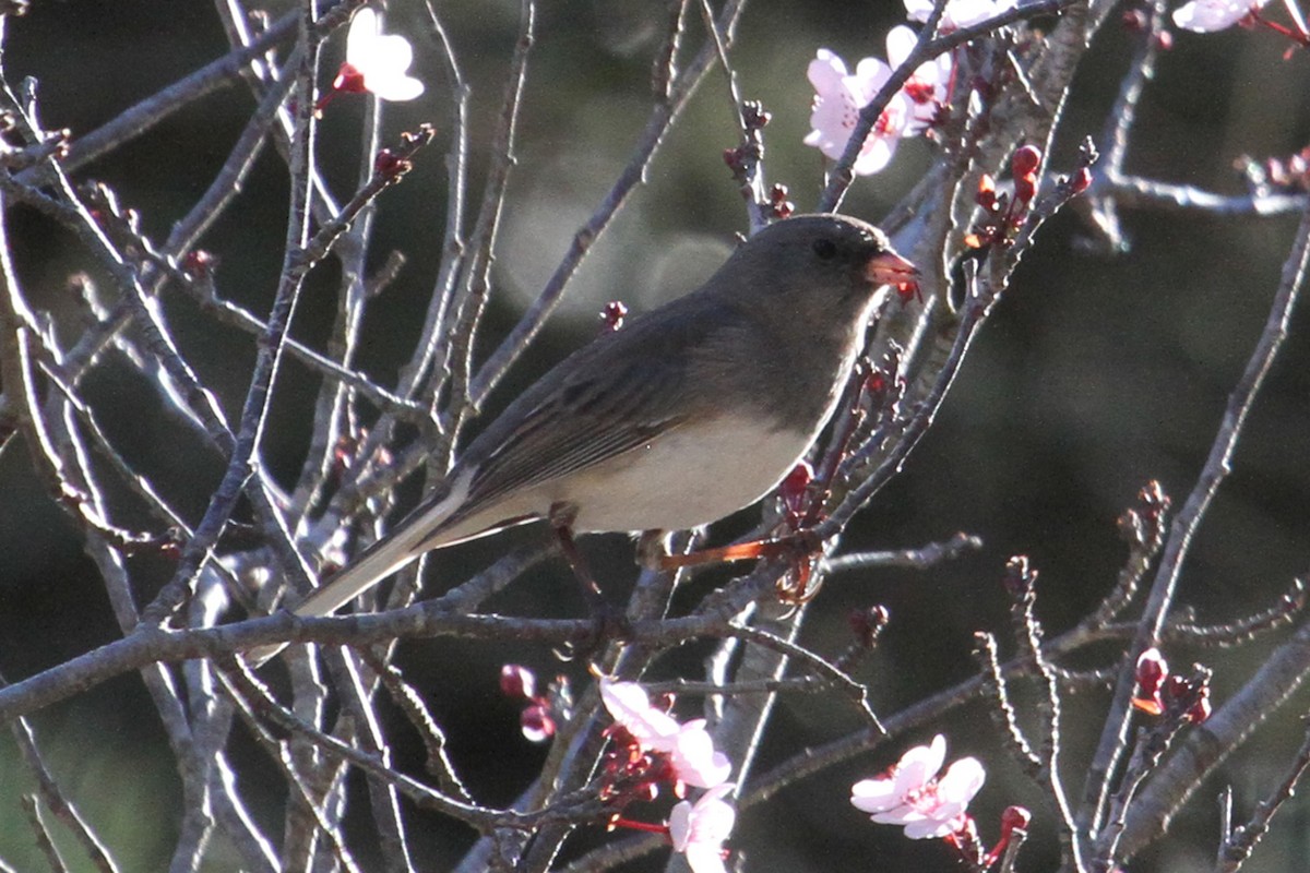 Dark-eyed Junco (Slate-colored) - ML86262181