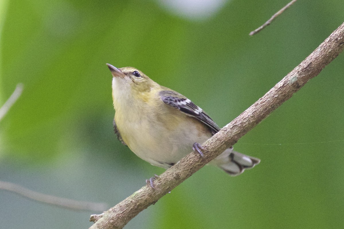 Paruline à poitrine baie - ML86262531