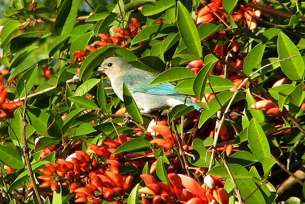 Sayaca Tanager - ML86262811