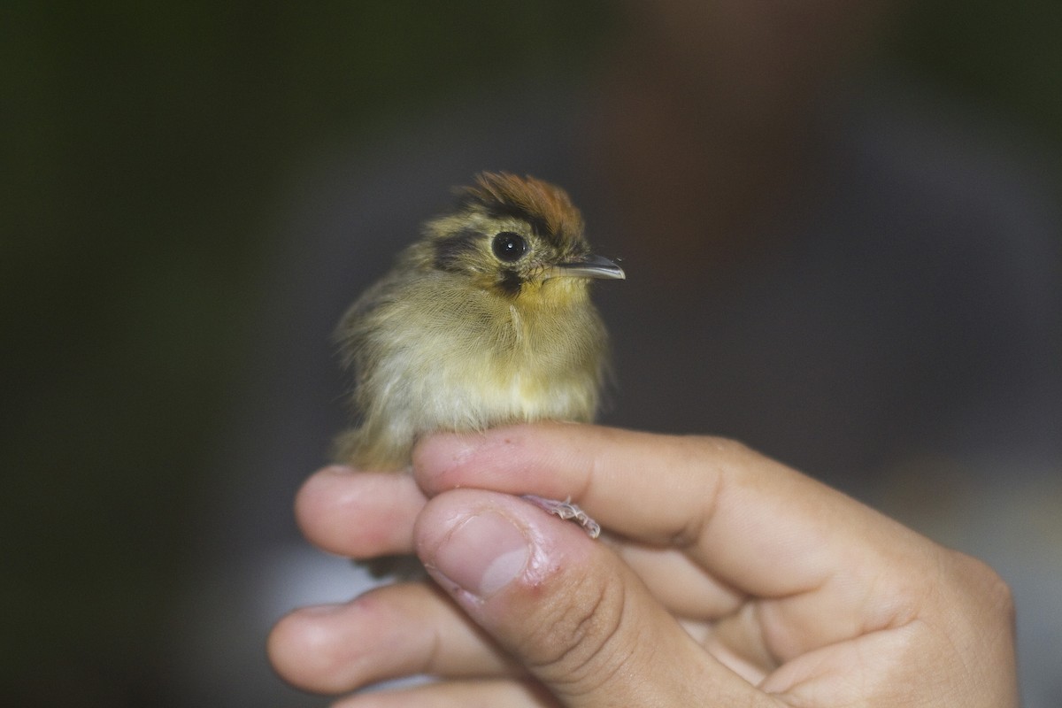 Golden-crowned Spadebill - ML86262901