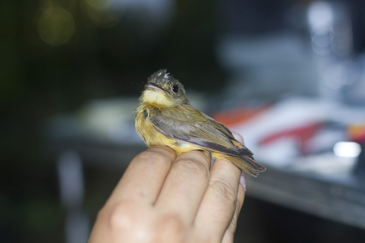 White-crested Spadebill - ML86263191