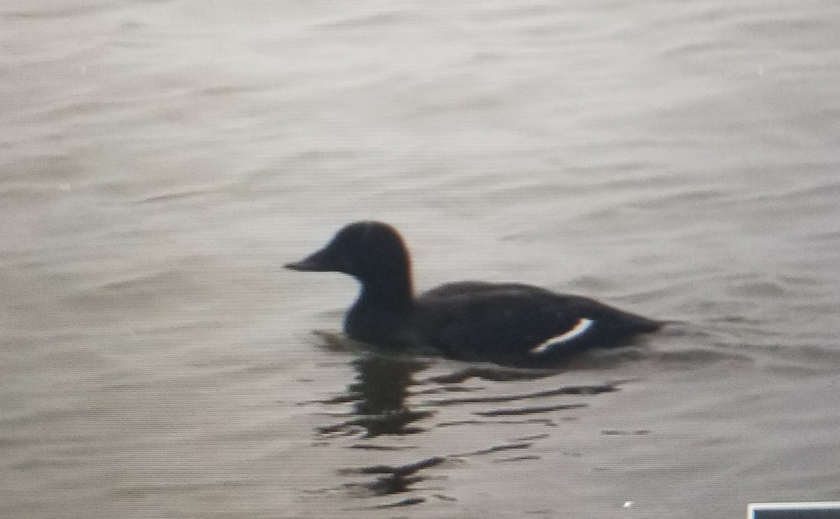 White-winged Scoter - ML86263641