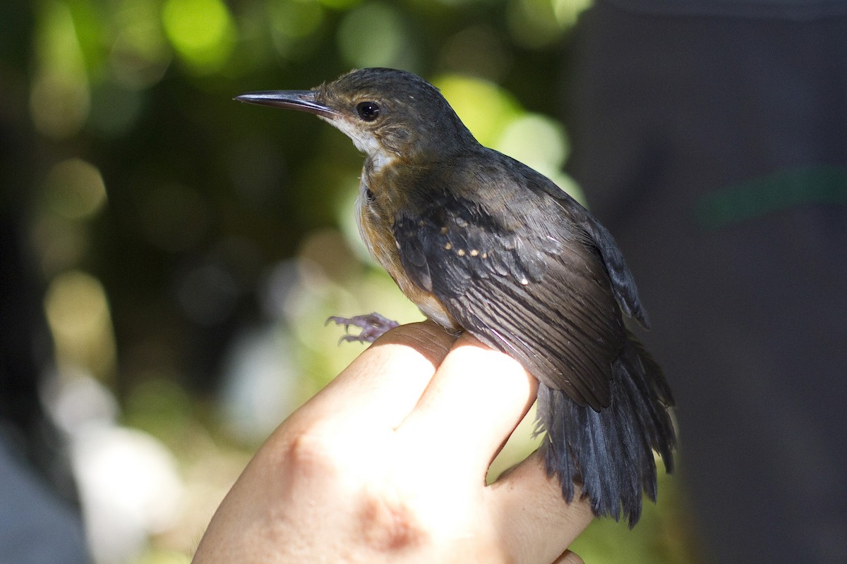 Silvered Antbird - ML86265271