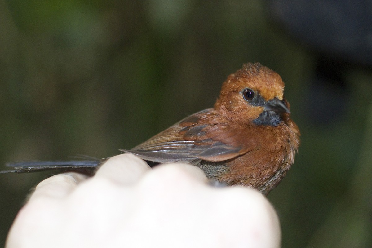 Ruddy Spinetail - ML86266731