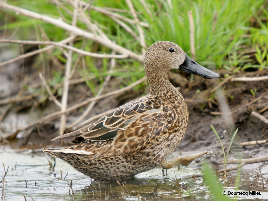 Red Shoveler - Ricardo  Doumecq Milieu