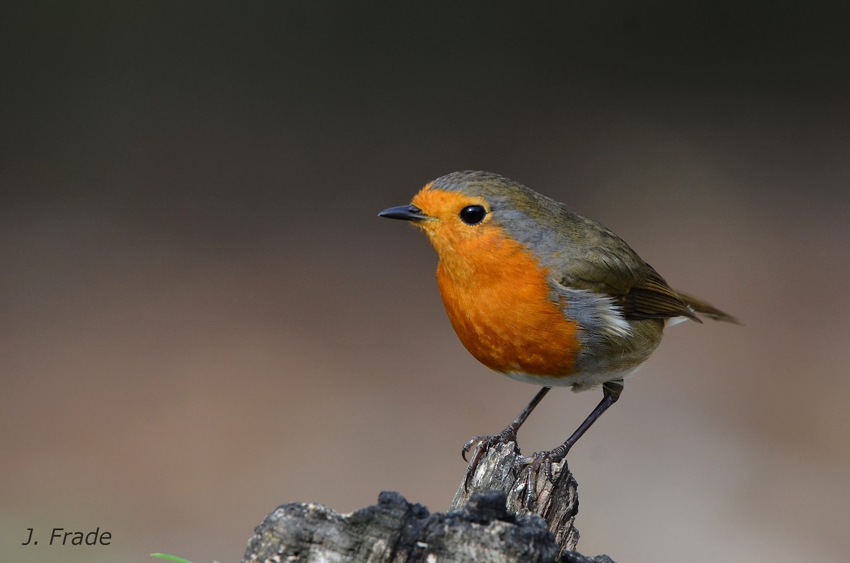 European Robin - José Frade