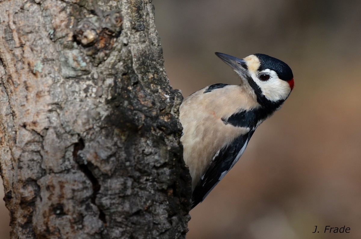 Great Spotted Woodpecker - ML86267101