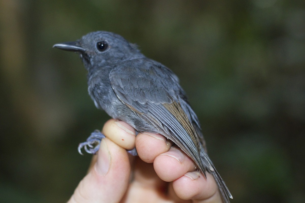 Dusky-throated Antshrike - ML86267121